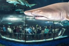 Barcelona Aquarium promo code discount codigo cheap ticket deal