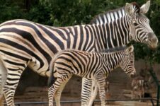 Barcelona zoo promo code codi promocio