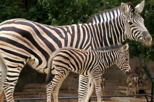 Barcelona zoo promo code codi promocio