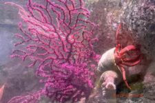 lisbonne aquarium promo code / oceanario lisboa codigo promocional