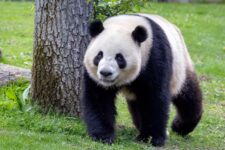 Madrid Zoo and aquarium promo code codigo promocional