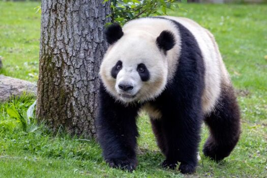 Madrid Zoo and aquarium promo code codigo promocional