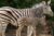 Barcelona Zoo Promo Code: Discount on Adult and Child Tickets!