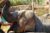 Terra Natura Promo Code: Double Discount on the Benidorm Zoo Ticket